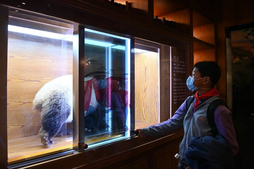 3月3日，在成都大熊貓博物館，一名小學生通過互動裝置了解熊貓身體結構。