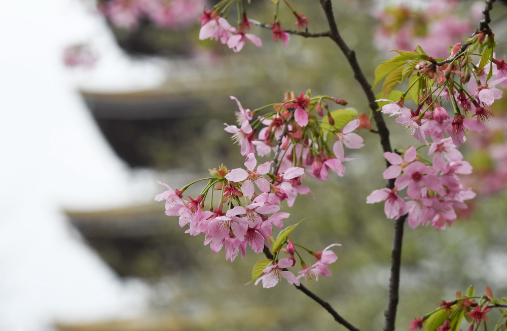 3月3日，武漢東湖櫻花園內櫻花開放。