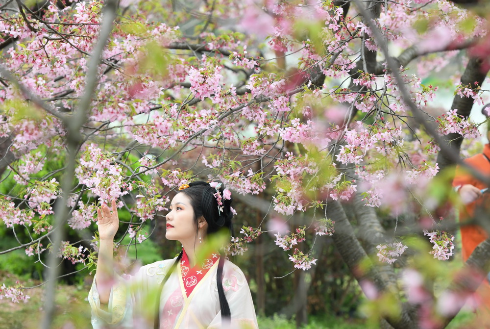 3月3日，游客身著漢服在武漢東湖櫻花園內賞花留影。