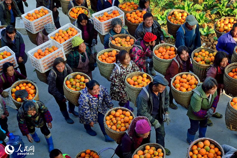 老力村村民正在将采摘好的柑橘统一交到集中点，脸上充满了丰收的喜悦。唐磊2018年12月16日拍摄于重庆市秀山县洪安镇老力村。