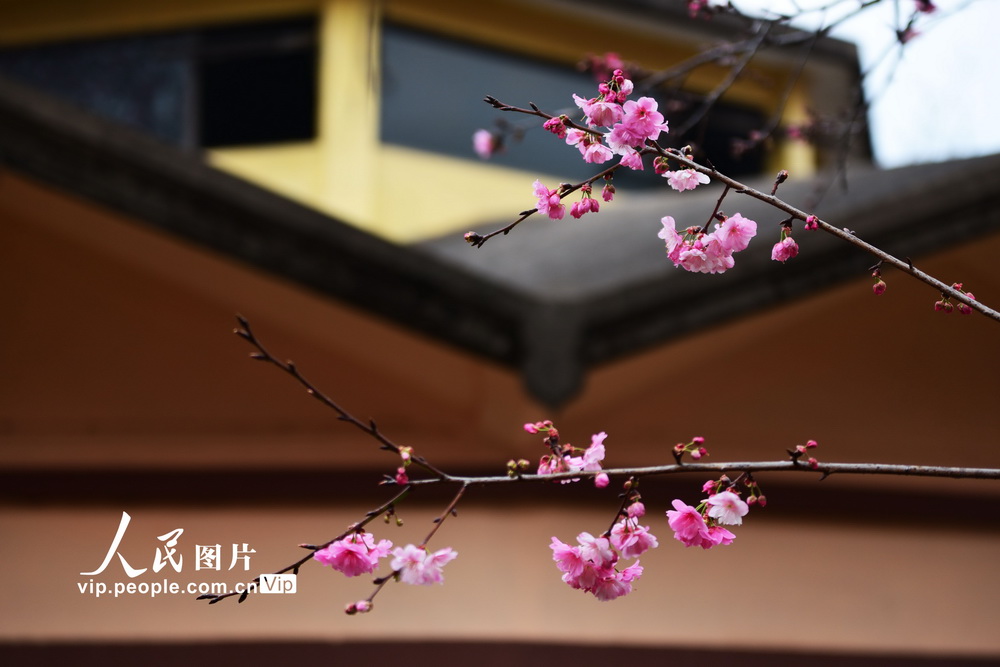 2021年3月7日，雲南昆明圓通山盛開的櫻花、海棠引得游人紛至沓來。