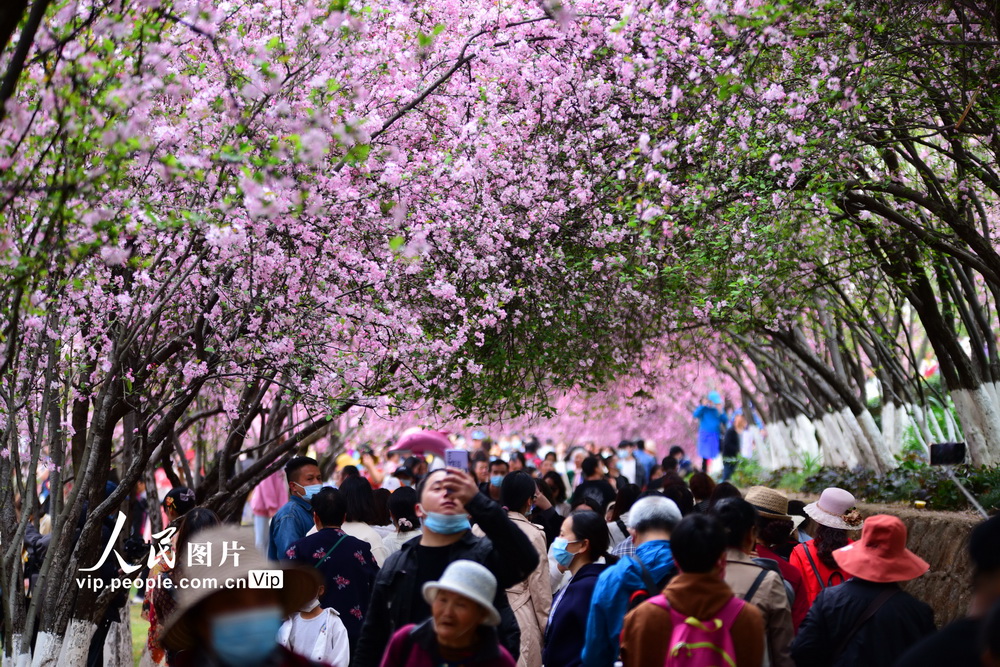 2021年3月7日，雲南昆明圓通山盛開的櫻花、海棠引得游人紛至沓來。