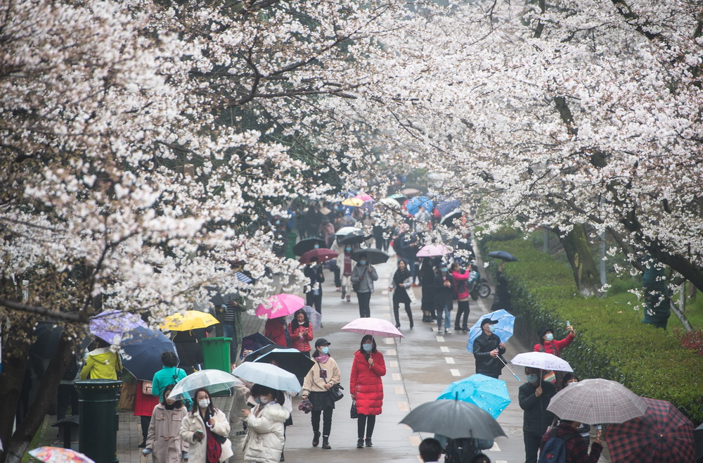 3月8日,游客在武汉大学赏花.新华社记者 肖艺九 摄