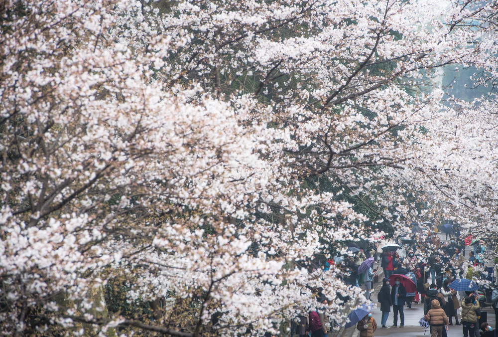 3月8日，游客在武汉大学赏花。新华社记者 肖艺九 摄