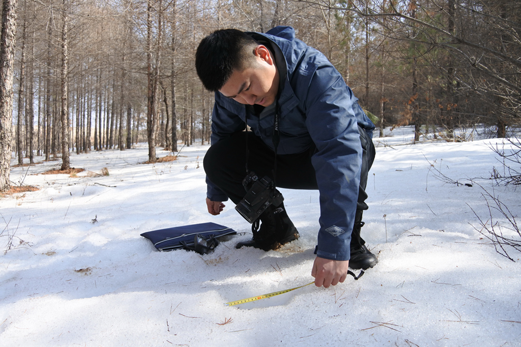3月14日，在黑龍江省牡丹江市寧安市三陵鄉紅土村附近的人工林內，黑龍江小北湖國家級自然保護區管理局野生動物監測中心的工程師孫繼旭測量野生東北虎的足跡。新華社發（張春祥 攝)