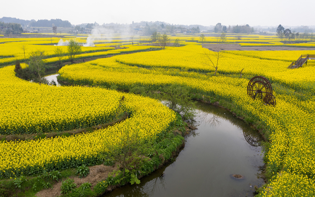 安州区秀水镇龙泉村的油菜花海（3月14日摄，无人机照片）。新华社记者 江宏景 摄