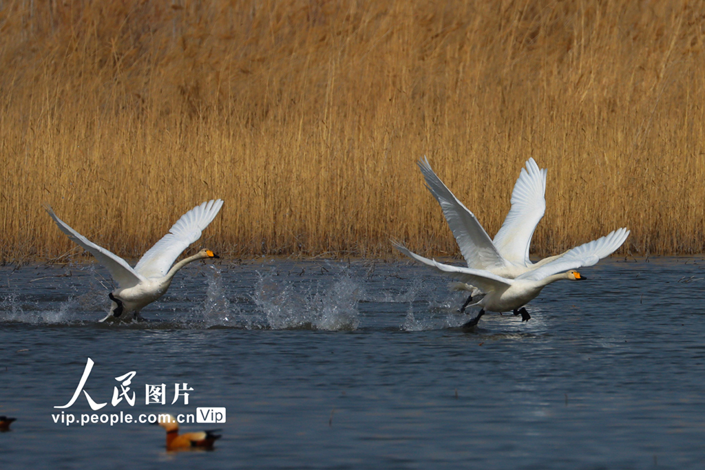 �½��������㣺��ѩ���� ���񴺹顾2��