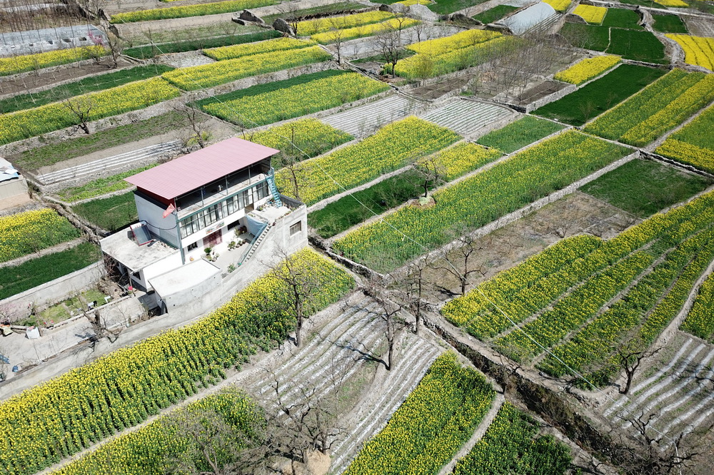 這是3月17日在舟曲縣大川鎮境內拍攝的油菜花（無人機照片）。