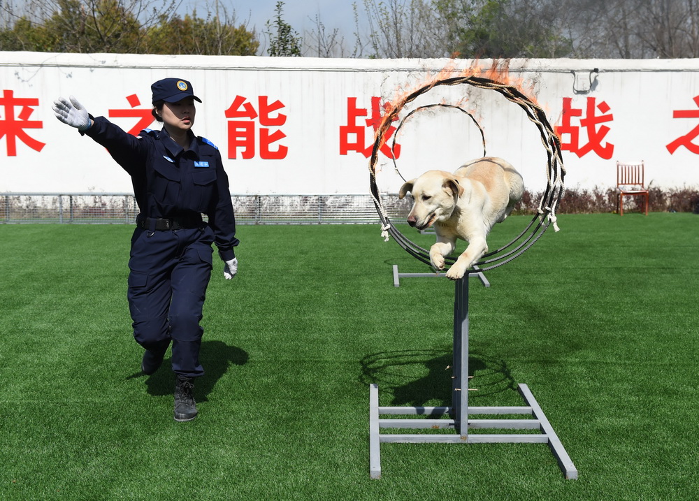 3月23日，合肥市水上應急救援隊的隊員在安徽省水上搜救基地進行搜救犬救援訓練。