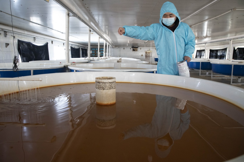 3月25日，工作人員在撫遠市水產局放流站大馬哈魚育苗基地內給魚苗投食。