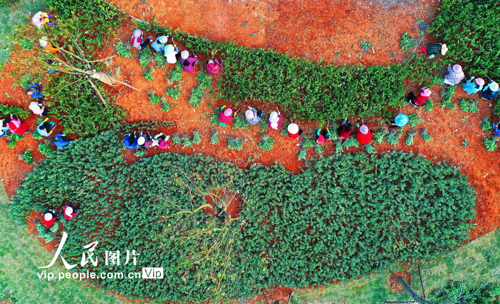 2021年4月2日，江西省贛州市會昌縣貢水系統治理工程貢江公園施工段，工人在沿河綠道種植綠化樹木和林下綠植。