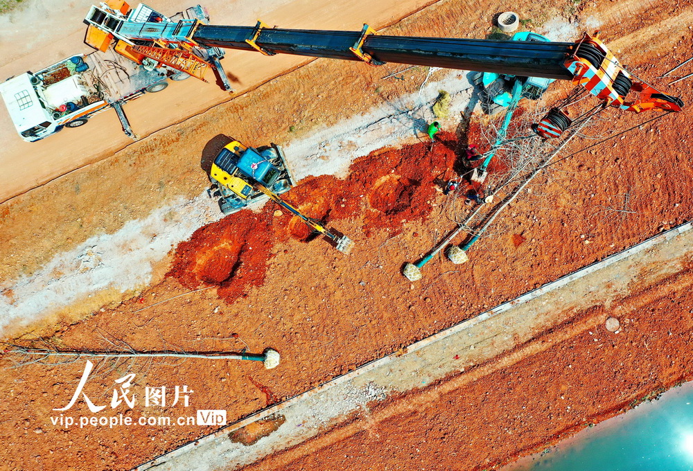 2021年4月2日，江西省贛州市會昌縣貢水系統治理工程貢江公園施工段，工人在沿河綠道種植綠化樹木。