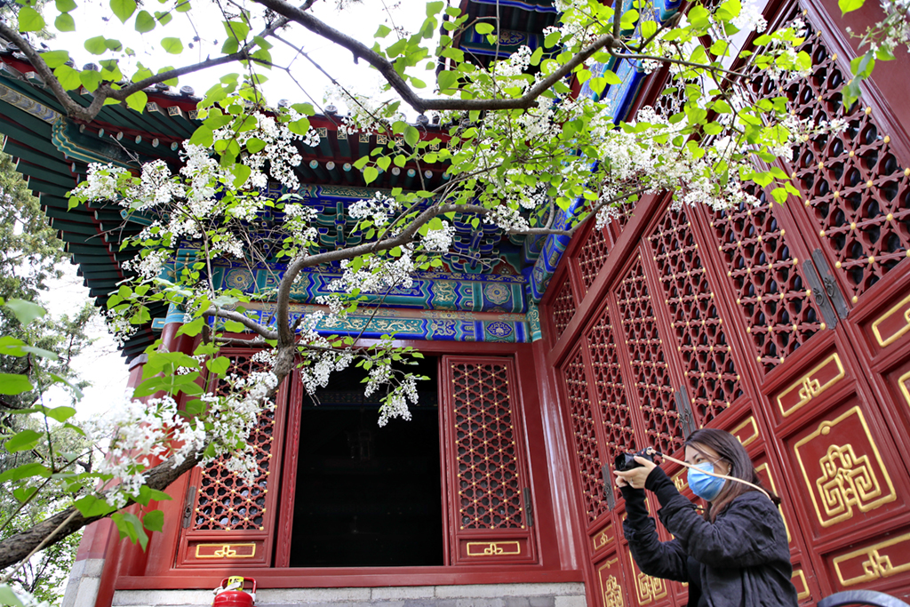 4月11日，游客在北京法源寺拍攝盛開的丁香花。新華社發（劉憲國 攝）