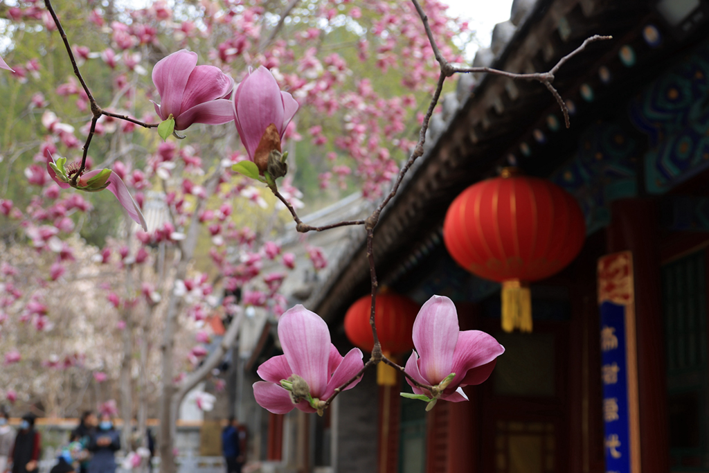 4月10日在北京潭柘寺拍攝的盛開的玉蘭花。新華社發（李學忠 攝）