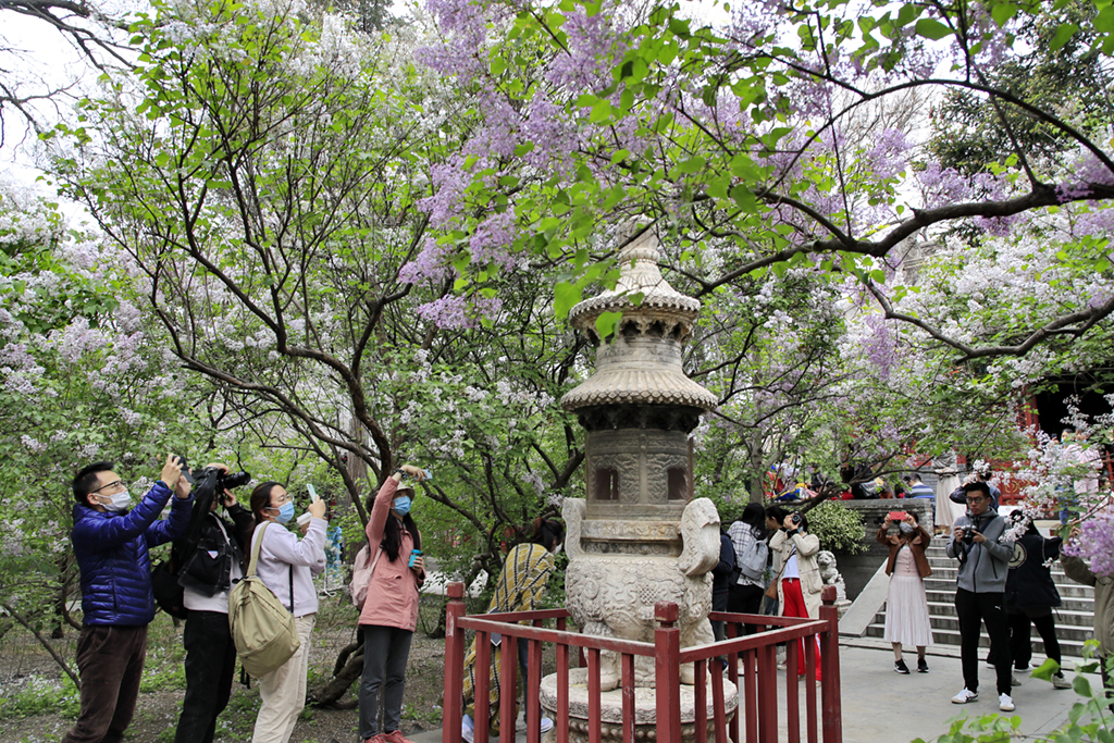 4月11日，游客在北京法源寺拍攝盛開的丁香花。新華社發（劉憲國 攝）