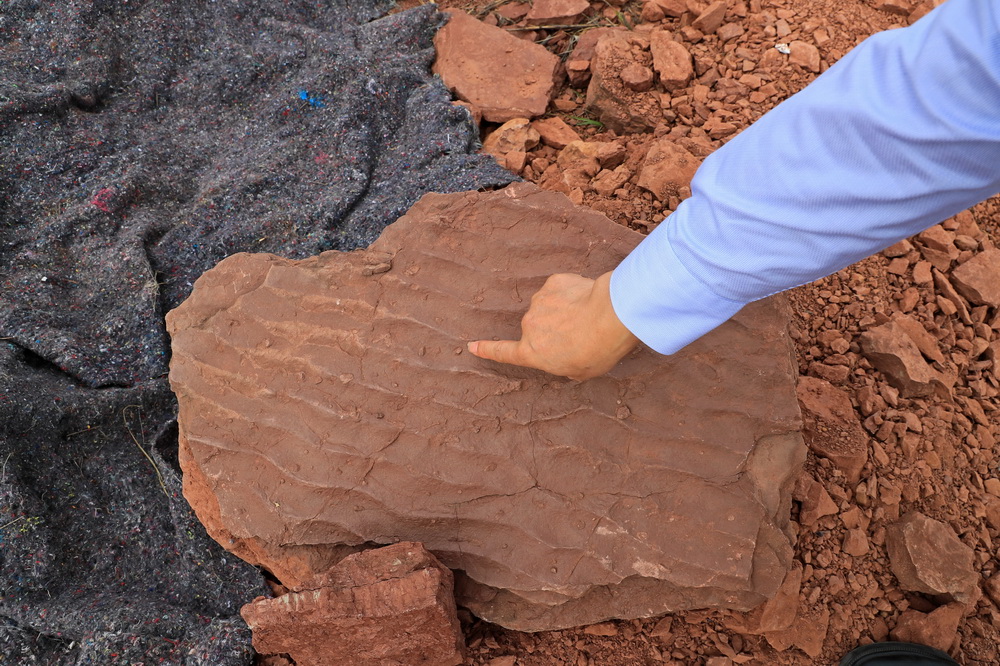 這是波痕沉積結構化石和晚白堊世恐龍同時期的底棲生物潛穴化石（4月6日攝）。新華社發（林斯乾 攝）