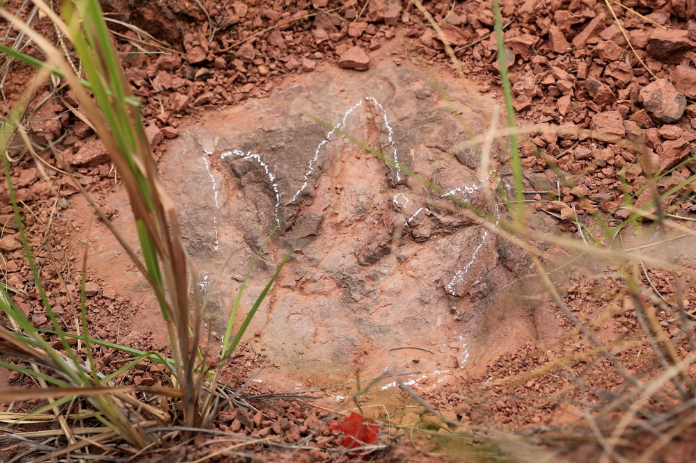 這是被雨水沖刷后的恐龍足跡化石（4月6日攝）。新華社發（林斯乾 攝）
