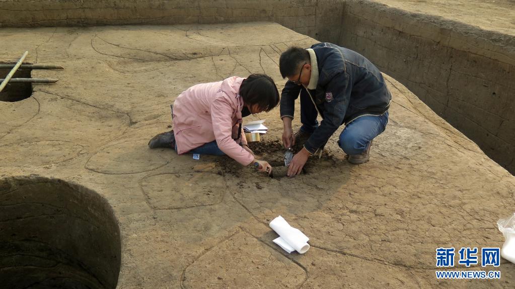 考古人員在河南淮陽時庄遺址發掘現場取樣（2019年12月1日攝）。