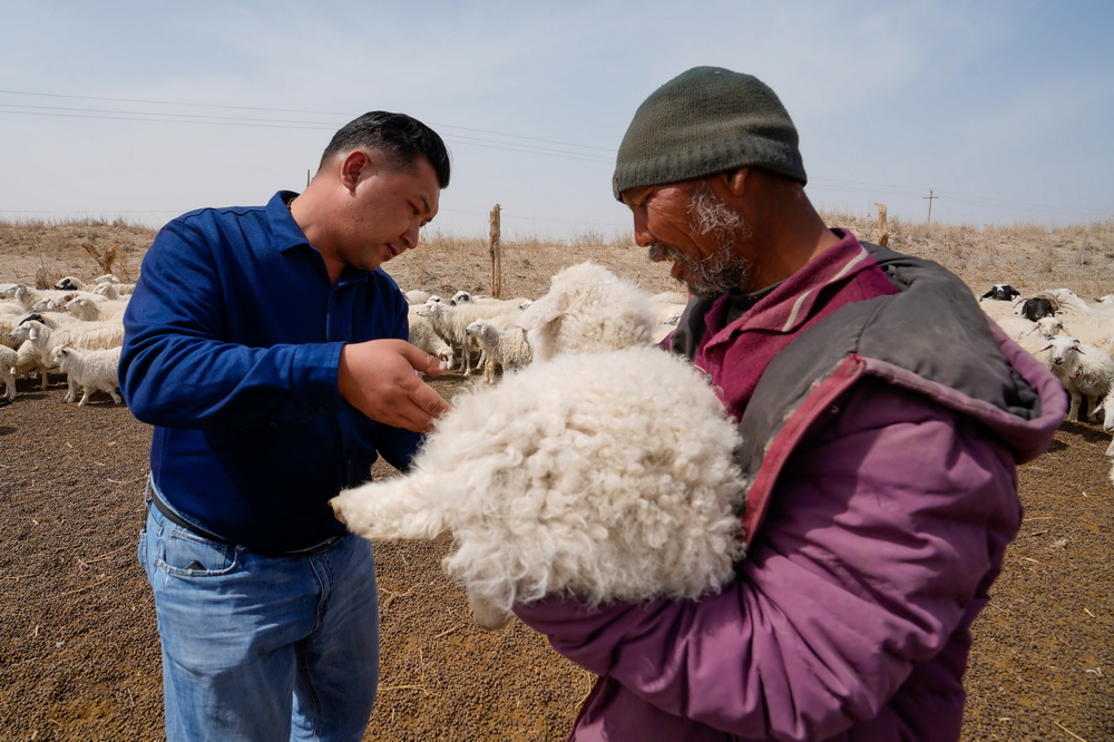 在新疆尉犁縣興平鎮通其克村，地力夏提·買買提（左）在羊圈查看羊羔身體狀況（4月13日攝）。新華社記者 趙戈 攝