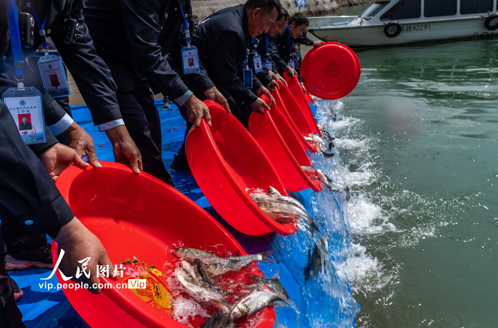 4月15日，湖北省宜昌市秭歸縣護漁隊隊員參與當天的人工增殖放流活動。