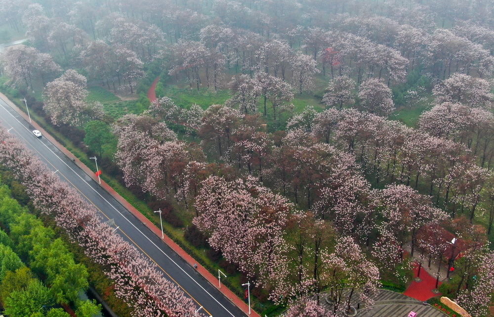 "焦桐"花开 兰考换新颜