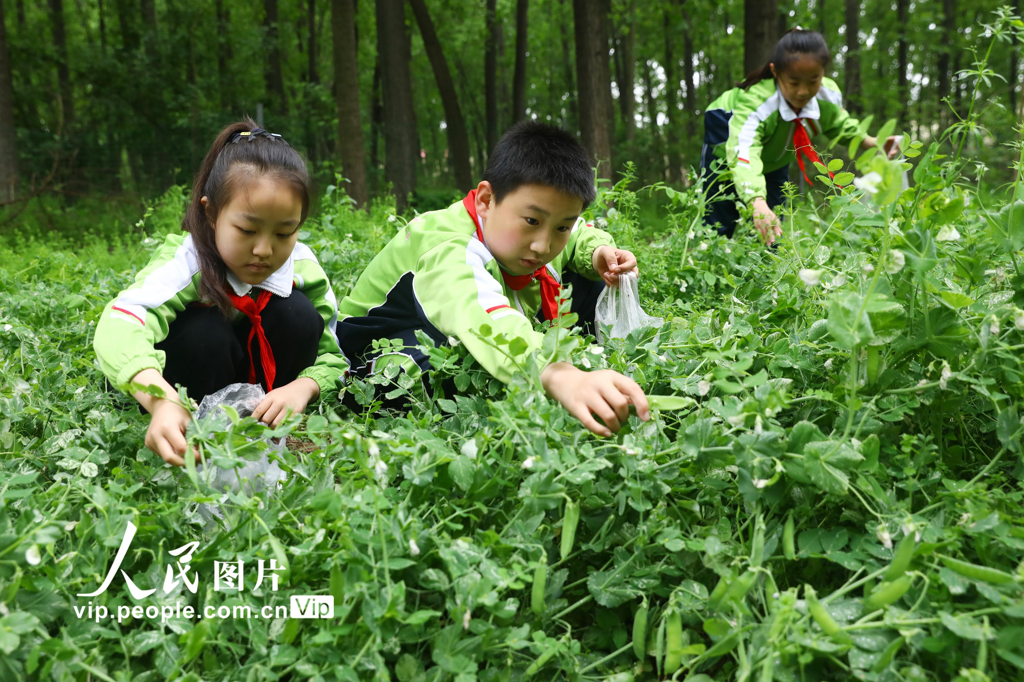 2021年4月25日，安徽省淮北市第三實驗小學的學生在田間採摘豌豆。