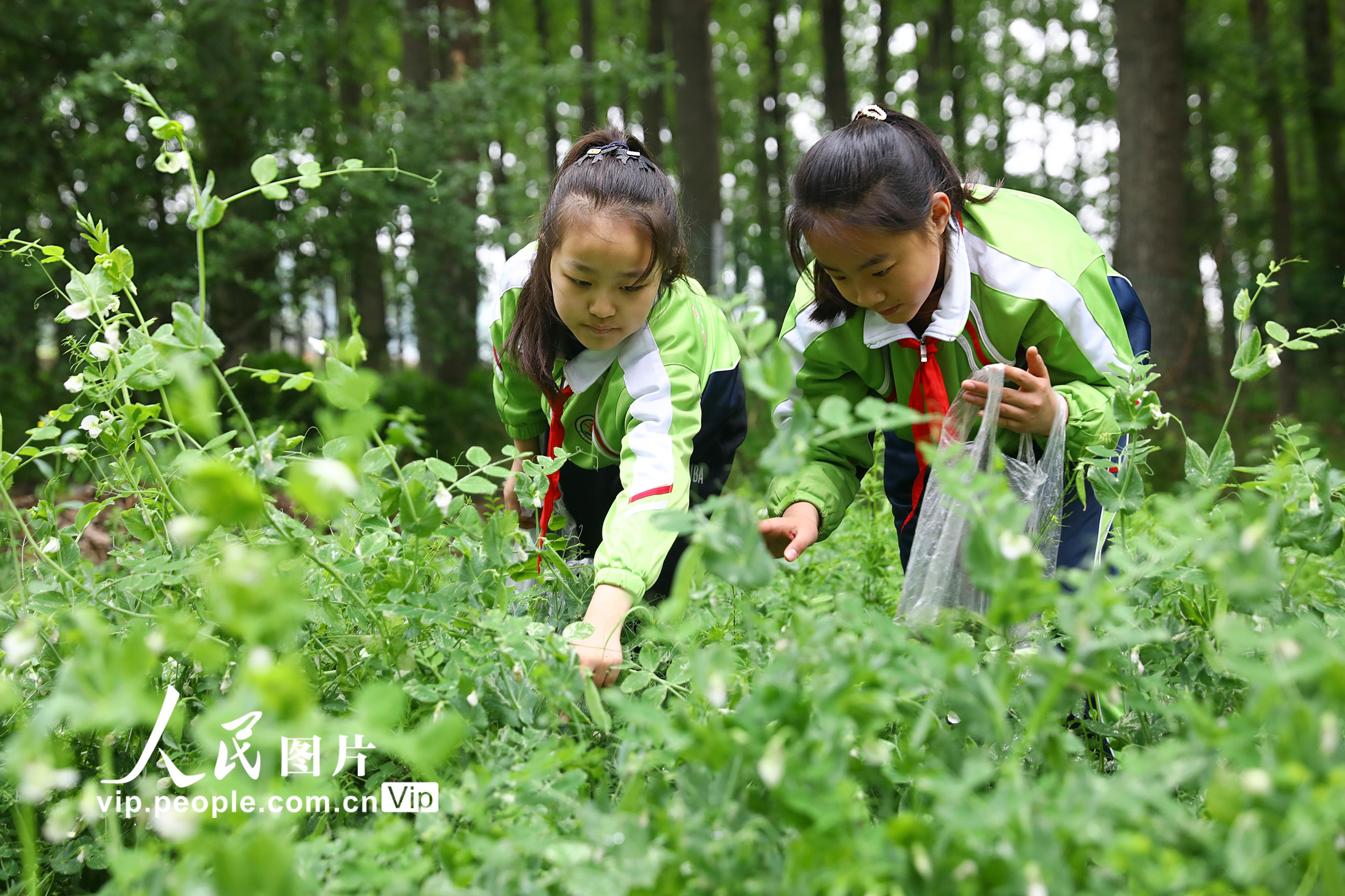 2021年4月25日，安徽省淮北市第三實驗小學的學生在田間採摘豌豆。