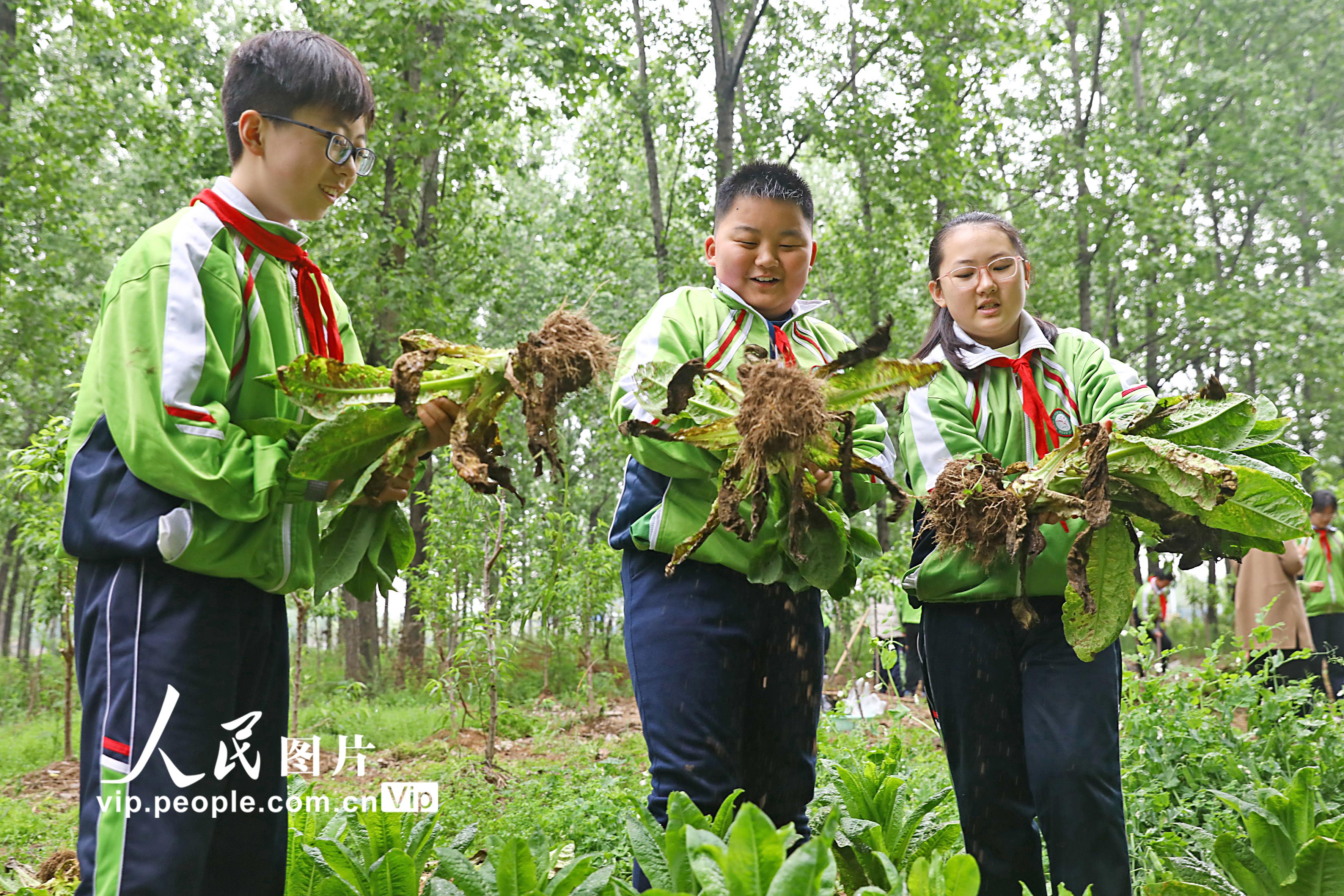 2021年4月25日，安徽省淮北市第三實驗小學的學生在田間收獲萵筍。