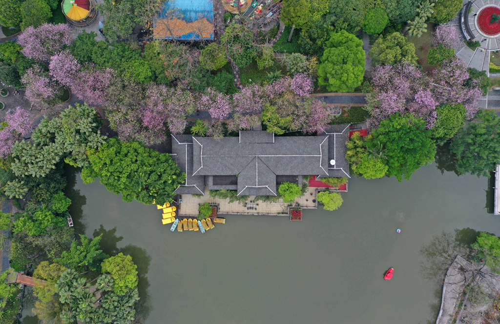 這是洋紫荊盛開的柳州市柳侯公園（無人機照片，2月28日攝）。新華社記者 黃孝邦 攝