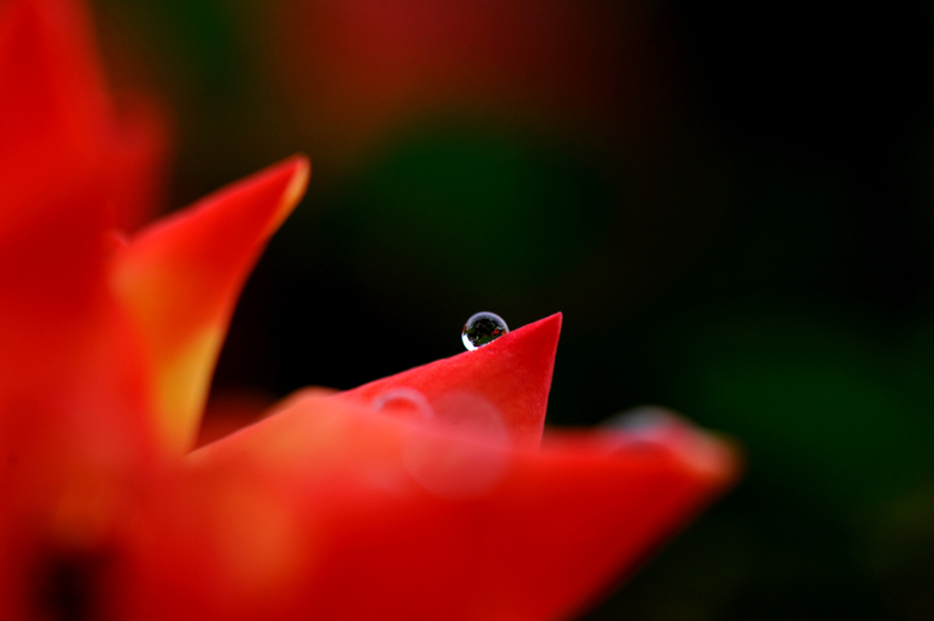 4月27日在上海鬆江區洞涇鎮拍攝的雨中即景。新華社記者 張建鬆 攝