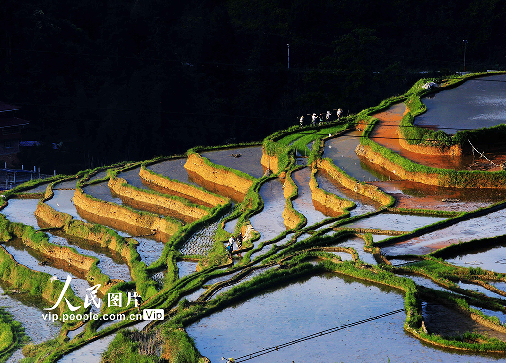 2021年4月30日，在廣西柳州市融水苗族自治縣洞頭鎮滾岑村甲堤苗寨，村民結束一天的勞作后離開梯田回家。
