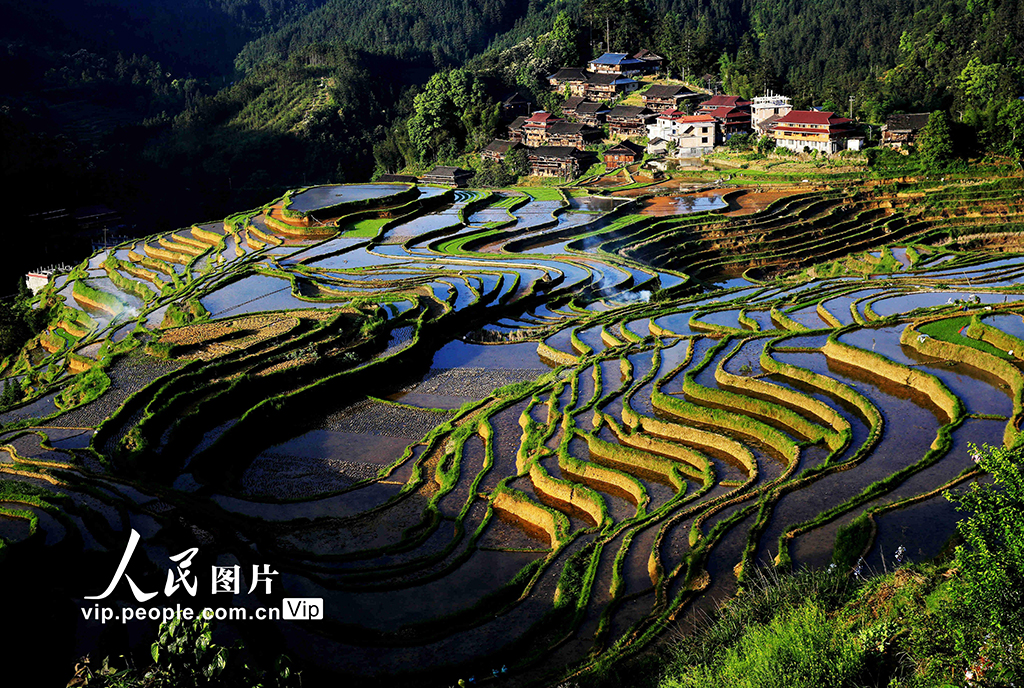 2021年4月30日，在廣西柳州市融水苗族自治縣洞頭鎮滾岑村甲堤苗寨，梯田在夕陽映照下格外美麗。