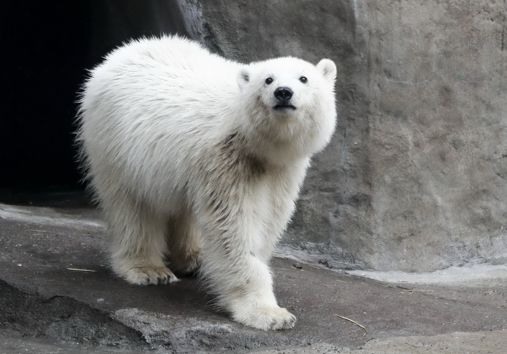 莫斯科動物園的小北極熊