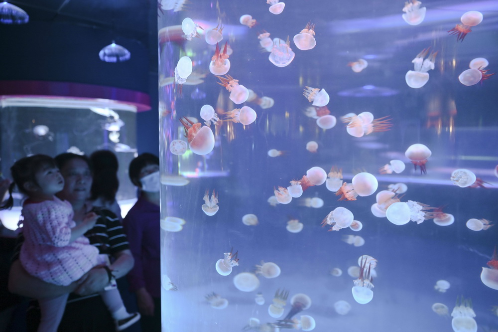 5月2日，游客帶著孩子在福州左海海底世界了解水母。