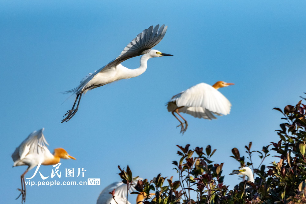 ���շʶ�������֦ͷ�衾3��