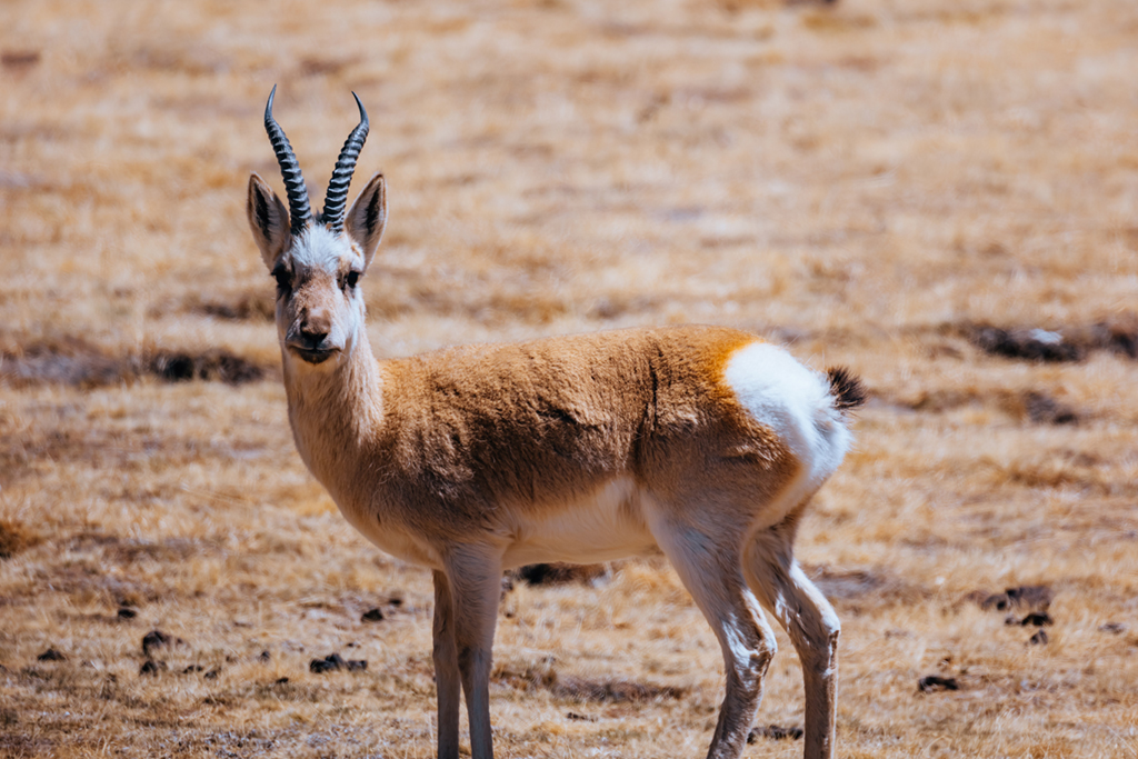 大美三江源 青藏高原腹地的“野生動物王國”【4】