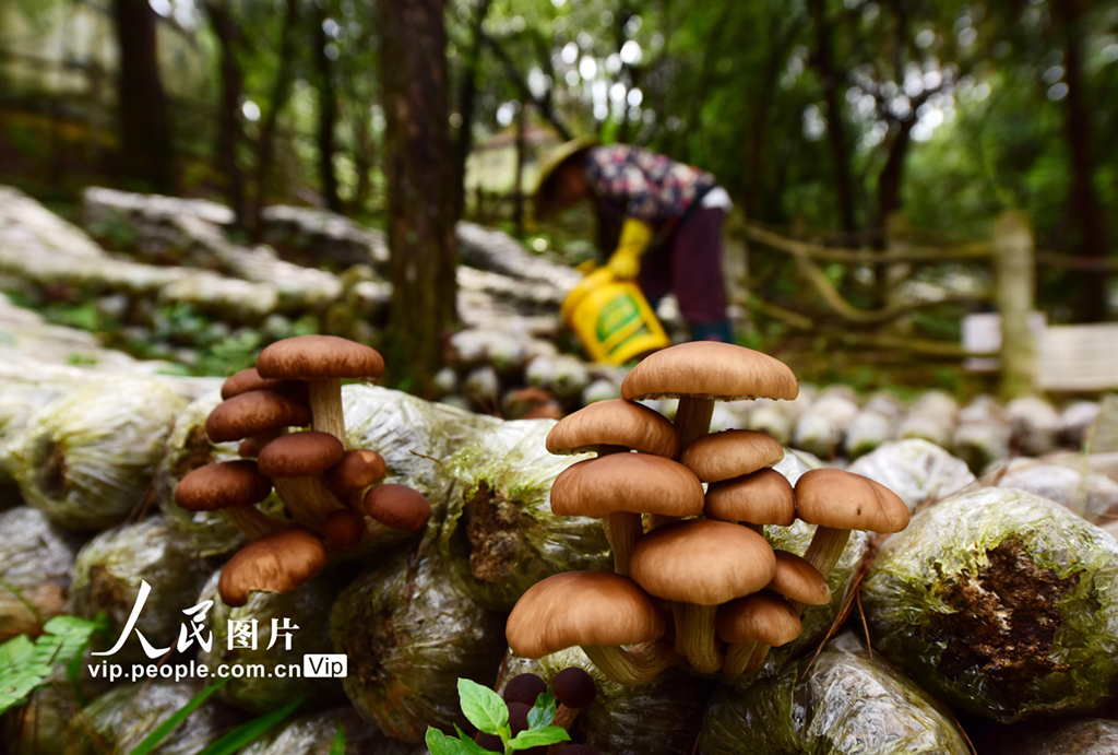 贵州岑巩：林下茶树菇 助力乡村振兴