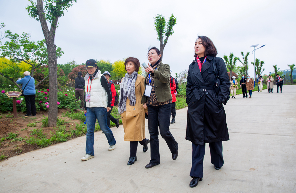 中國女攝影家協會主席呂靜波等人參觀青島西海岸新區國際牡丹產業園。盧洋攝