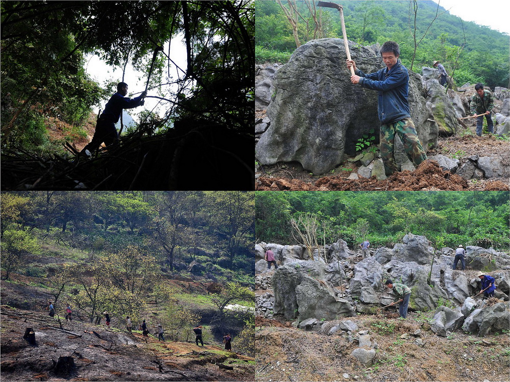  ƴ����Ƭ���ڰ��ض�����ͭ���ʹ�������ɽ������ͭ���ʹ�����������ɽ�Ͽ��Ӳݣ�2013��7��23���»�����߻�Т���㣩�����ң�ͭ���ʹ����������ڿ��ѻĵ�׼����ֲ�������磨2013��5��15���»�����߻�Т���㣩������ͭ���ʹ�������ɽ���ģ�2013��3��5���»�����߻�Т���㣩�����ң�ͭ���ʹ�������������2013��5��15���»�������Ű����㣩���»��緢