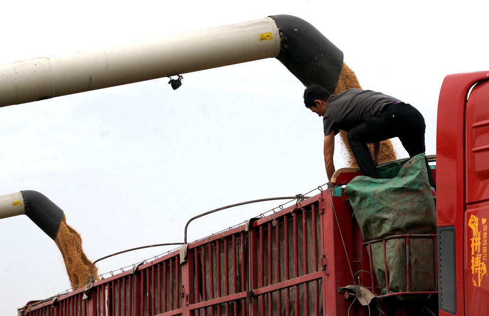 5月27日，在寶豐縣龍王溝鄉村振興示范區的一處麥田裡，收割機收獲的小麥被裝上卡車。新華社記者 李安 攝