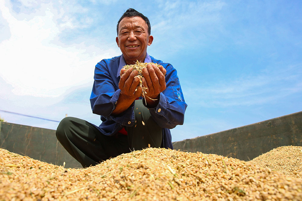 在湖北襄阳枣阳市吴店镇肖湾村，农户查看刚收割的小麦（5月27日摄）。新华社发（杨东 摄）