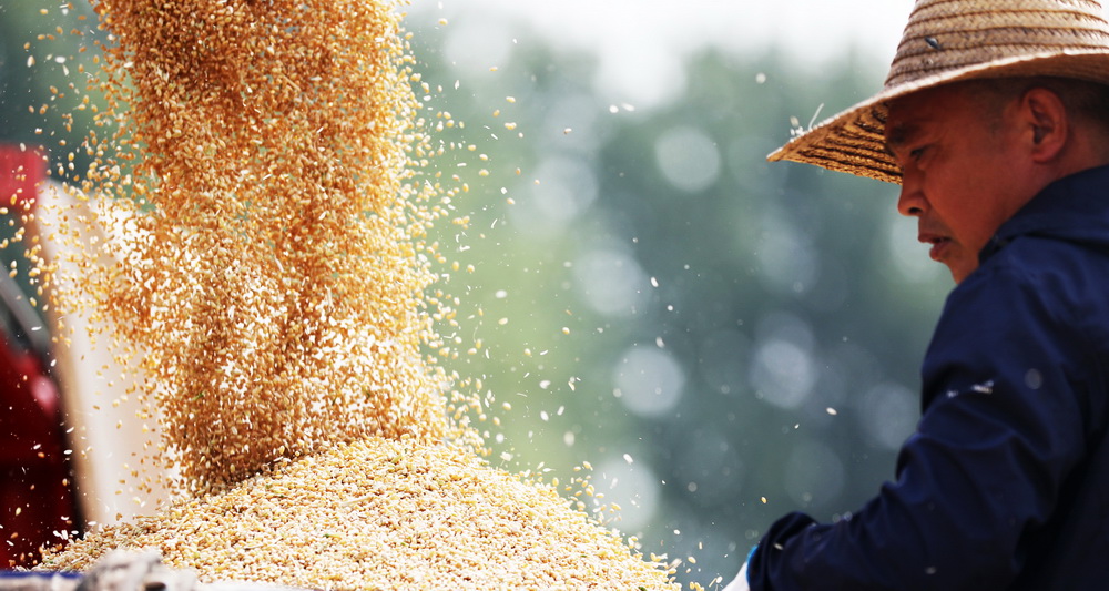 山東5985萬畝小麥開始收獲