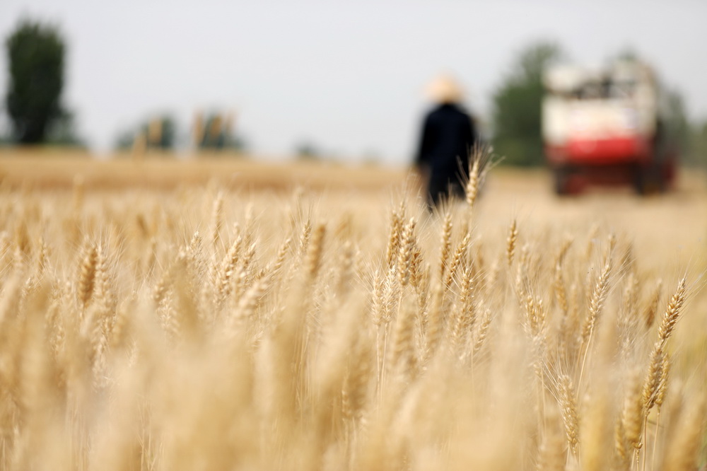 6月1日在山東省臨沂市郯城縣郯城街道三井村田間拍攝的待收小麥。