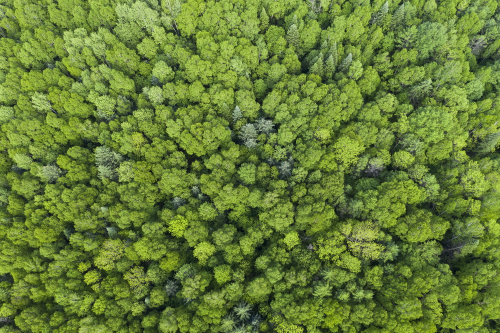 6月2日拍攝的伊春市上甘嶺溪水國家森林公園景色（無人機照片）。