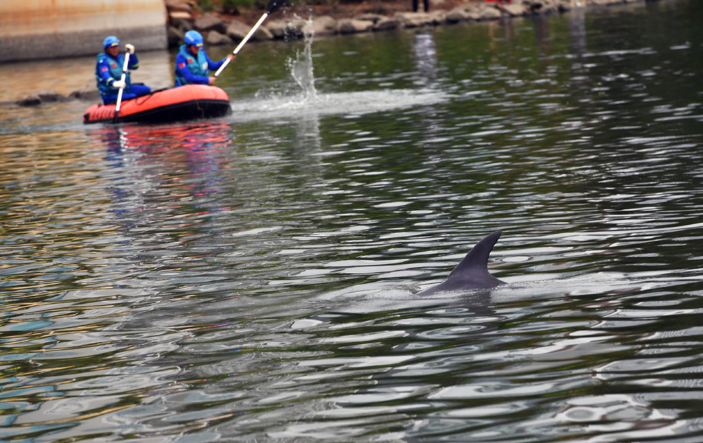 救援人員用船槳拍擊水面驅離海豚。