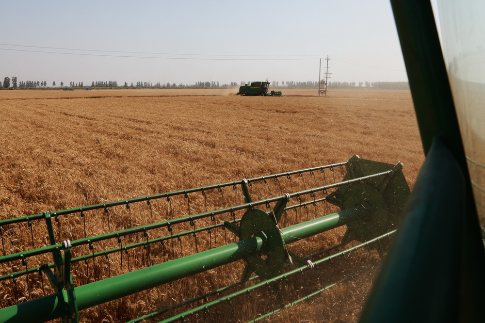 6月6日，在河南省周口市黃泛區農場九分場的麥田裡，農機手操作收割機收割小麥。新華社記者 許雅楠 攝