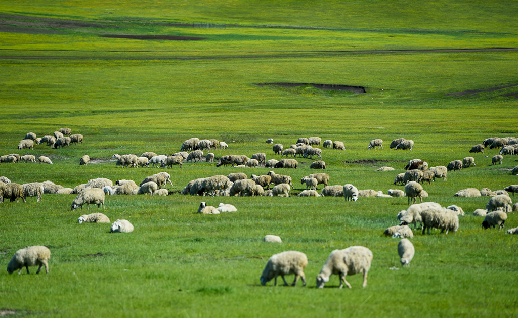 6月6日，畜群在呼倫貝爾大草原上覓食。