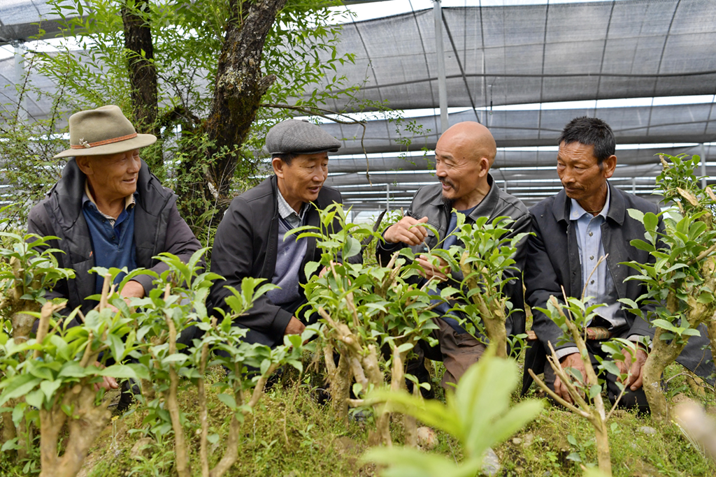 一抹茗香沁民心——跨越千年的茶叶天路之旅