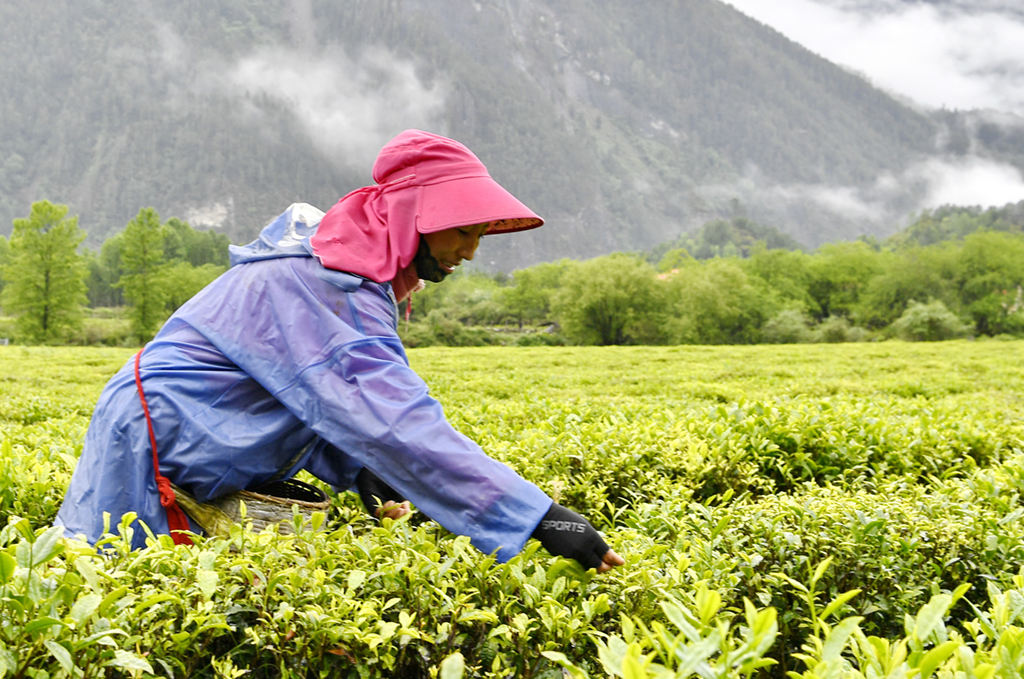 一抹茗香沁民心——跨越千年的茶叶天路之旅