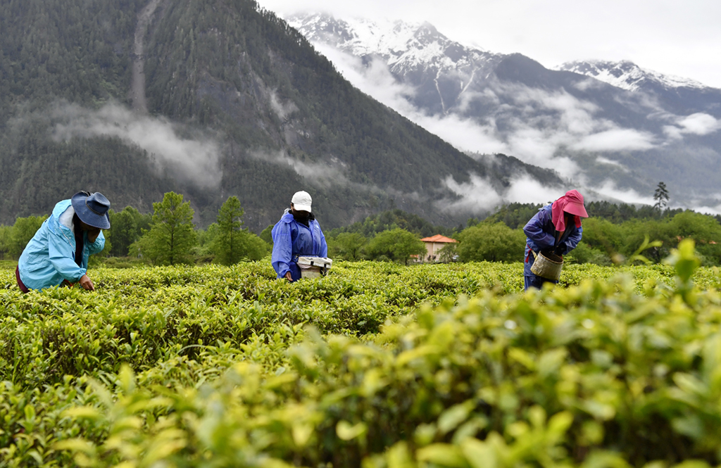 一抹茗香沁民心——跨越千年的茶叶天路之旅